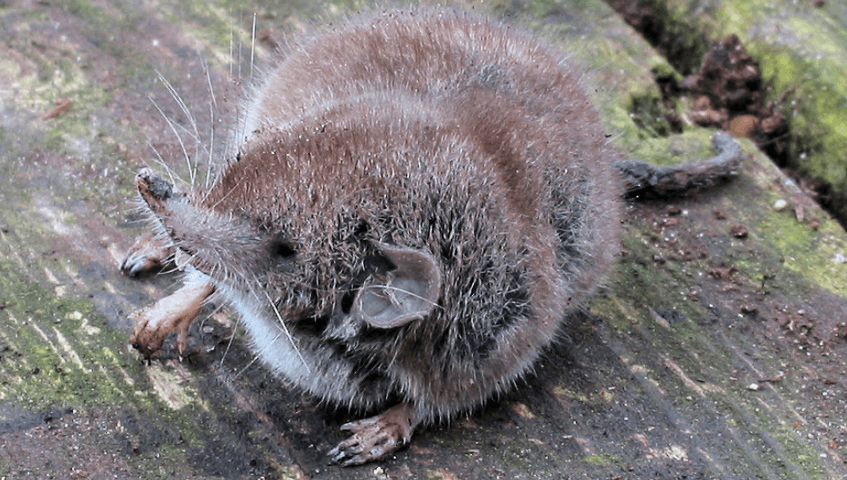 Officially Gone: After 40 Years MIA, The Christmas Island Shrew – Australia’s Only One – Has Been Declared "Extinct"