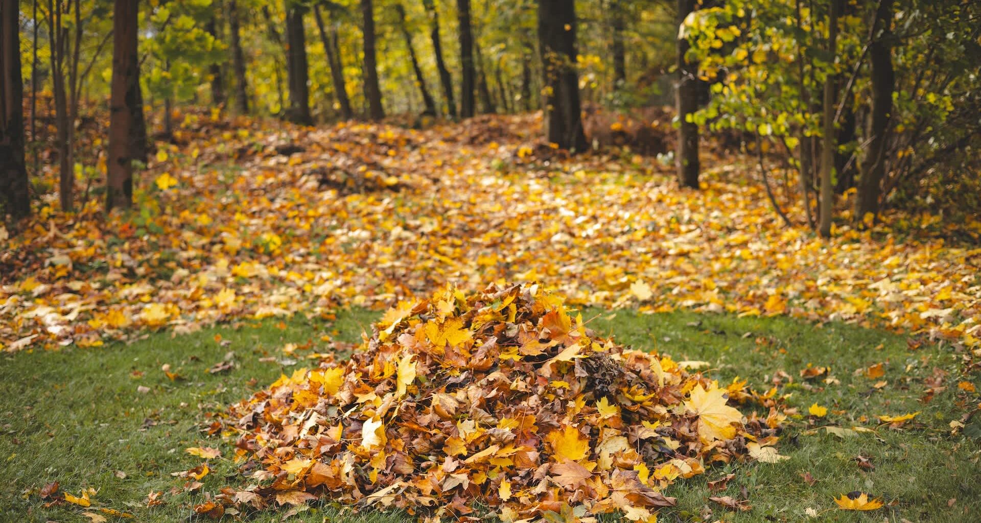 A viral TikTok shows a male deer lounging in a backyard.