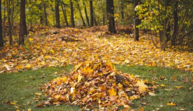 A viral TikTok shows a male deer lounging in a backyard.