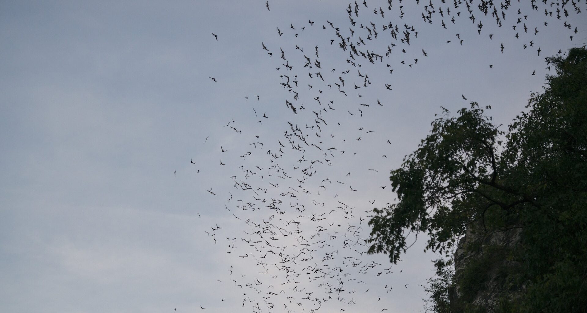 One wildlife rehabilitator is helping safeguard bat species through rehabilitation and conservation initiatives.