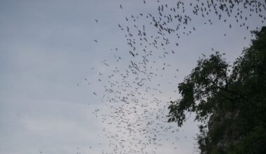 One wildlife rehabilitator is helping safeguard bat species through rehabilitation and conservation initiatives.
