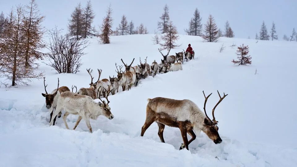 A reindeer herder is seen with reindeer in the Khovsgol province of Mongolia. - Tuul & Bruno Morandi/The Image Bank RF/Getty Images