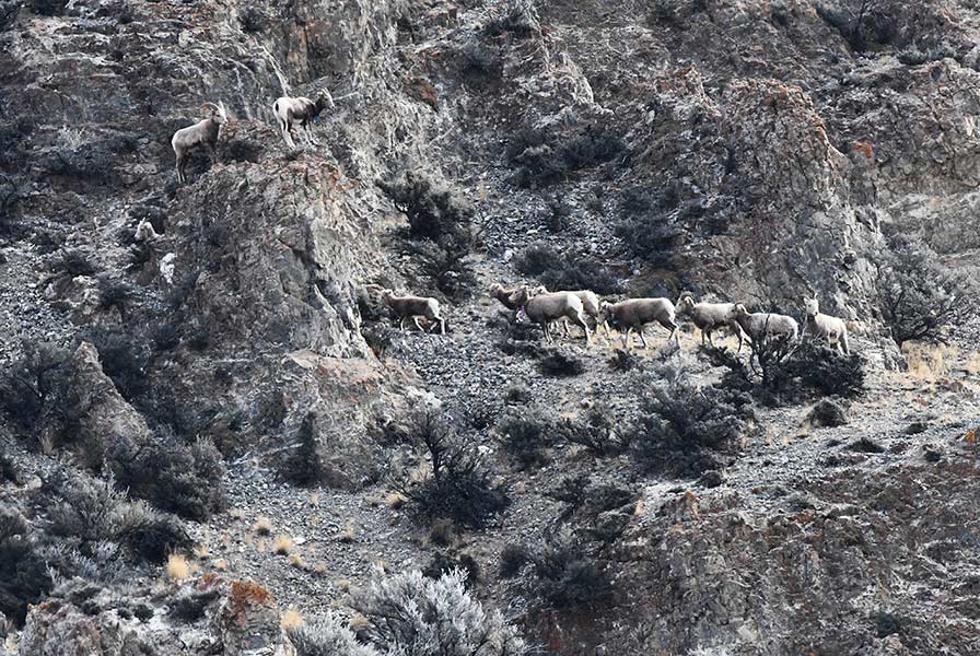 A herd of bighorns playing on the cliffs near Skull Canyon. | Bill Schiess, EastIdahoNews.com 