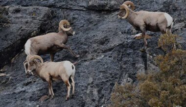 Part of a bachelor group in the Little Lost River Valley.