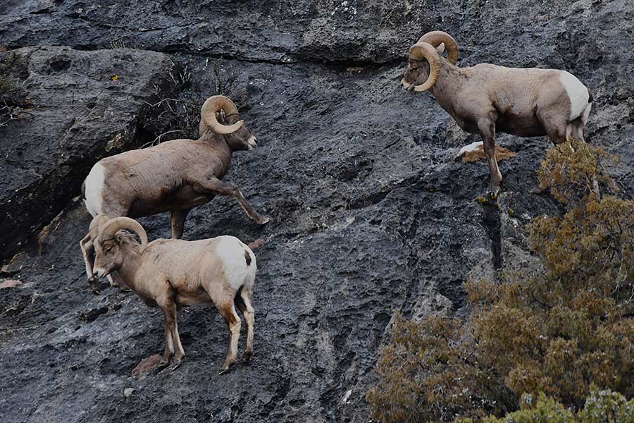 Part of a bachelor group in the Little Lost River Valley.