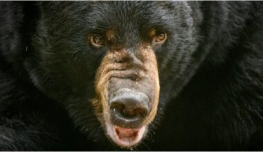 Man Slaps Black Bear In Wildly Stupid Move: WATCH