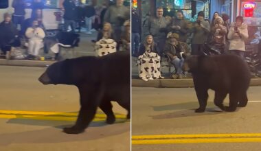 Man Has Close Encounter with Bear in Gatlinburg, Days After Bear Interrupts Town's Parade