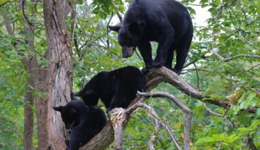 State wildlife regulators investigating black bear attack in northern Wisconsin