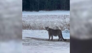 Mountain lion in Duluth