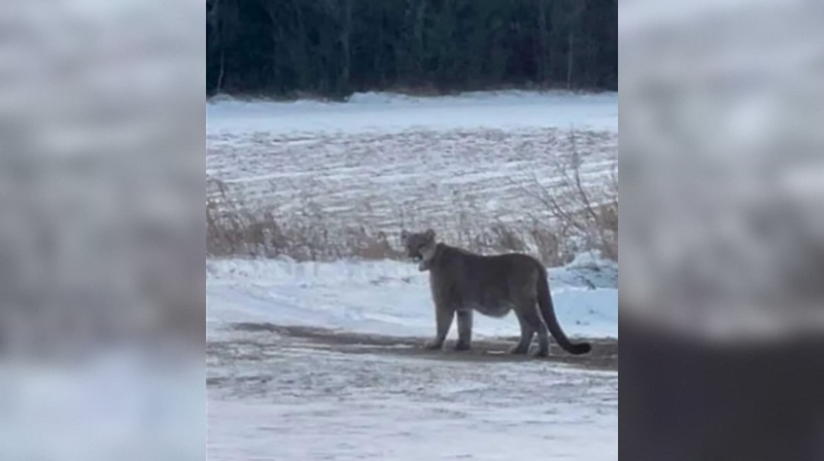 Mountain lion in Duluth