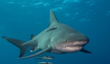 A lone Bull Shark swims just below the ocean’s surface, offshore West Palm Beach, Florida