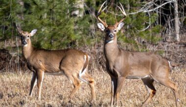 Missouri 'pauses' deadly deer disease removal program