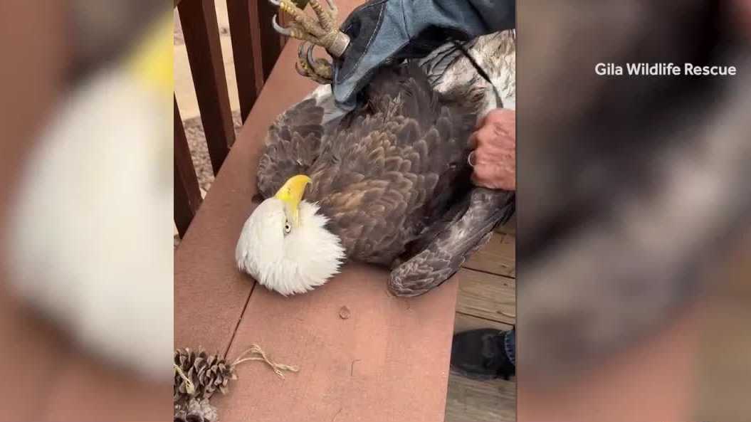 Bald eagle rescued from pig pen in New Mexico