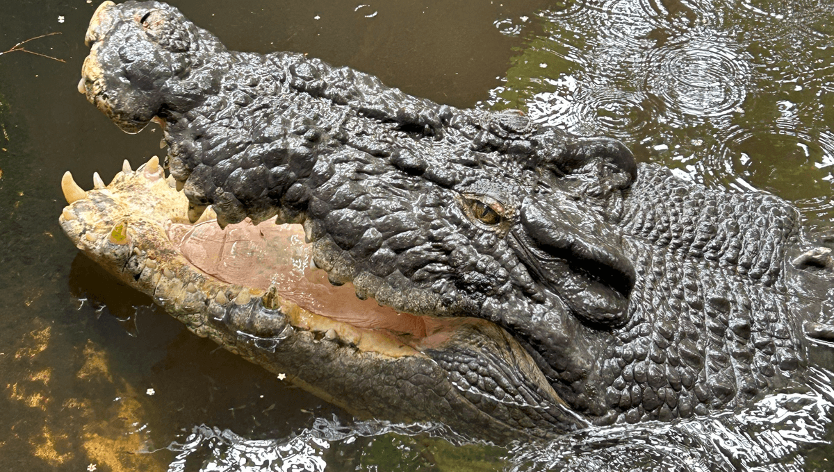 Cassius, The Largest Known Crocodile In Captivity, Died Last Year At Over 100 – We Now Know What Killed Him