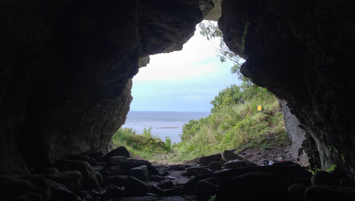 5,000 Years Ago, Ancient Wolves Reached A Remote Baltic Island – But How Did They Get There?