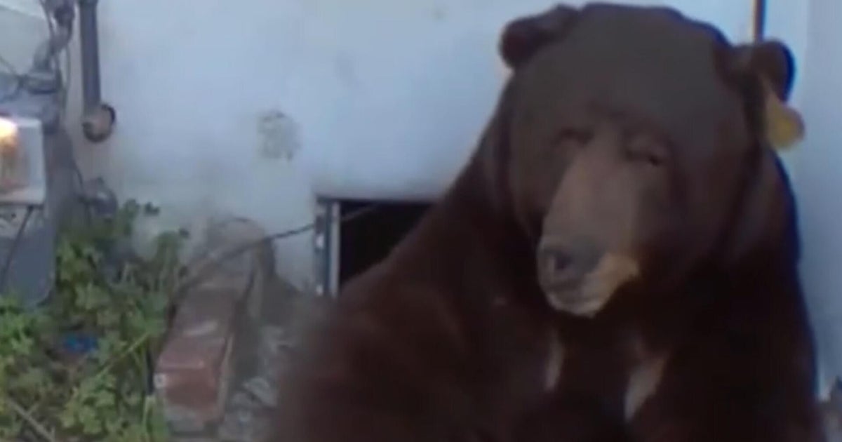 California man frustrated over efforts to remove bear living under his house