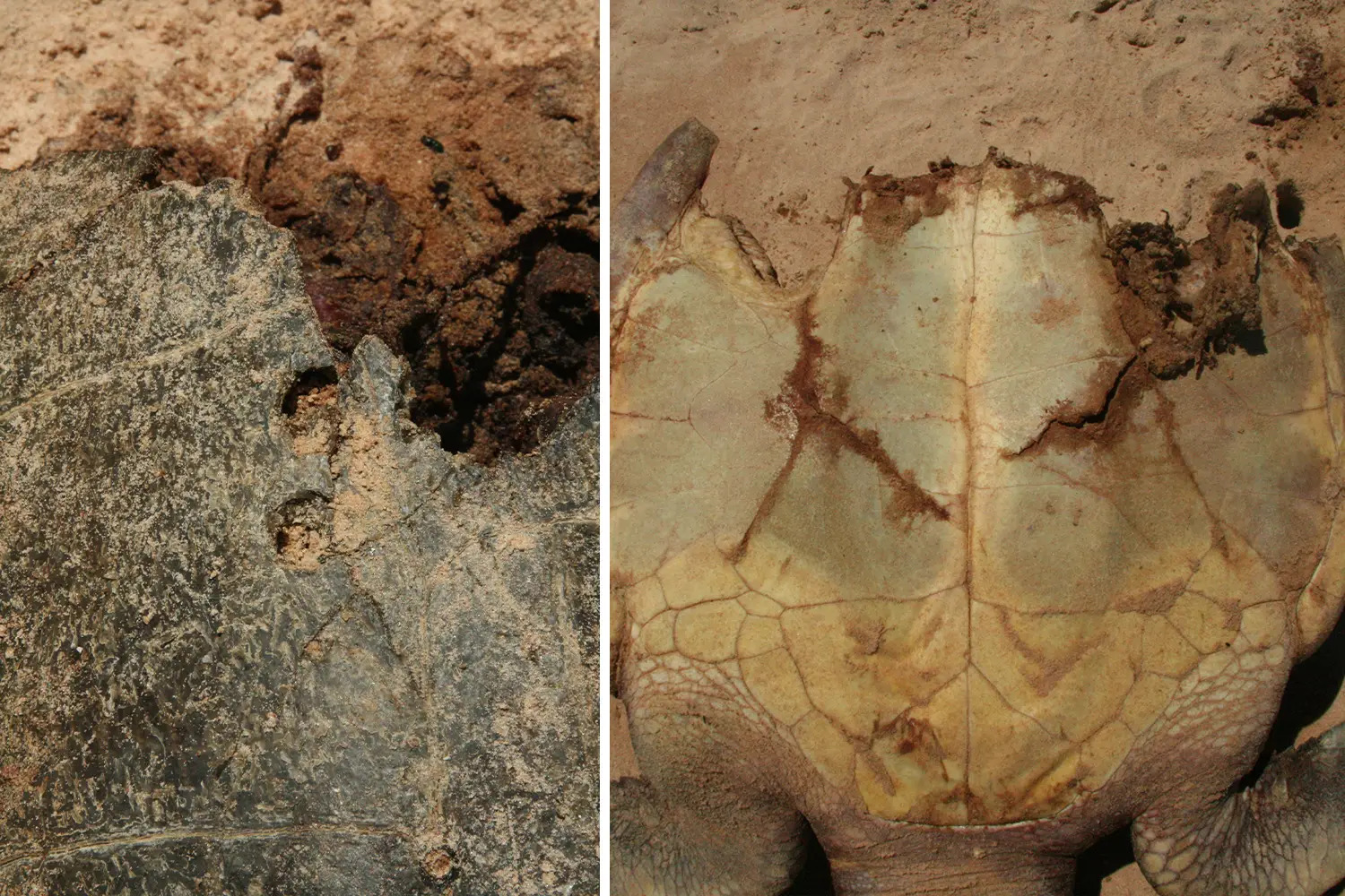 Left: Puncture marks from crocodile teeth in a turtle shell. Right: Bite marks in a shell.