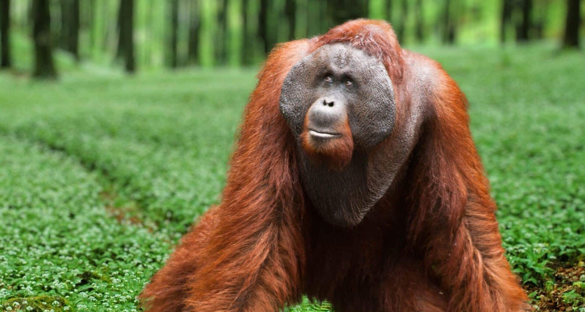 Close Up Of A Tapanuli Orangutan