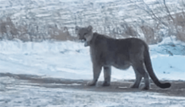 cougar sighted in Northern Minnesota
