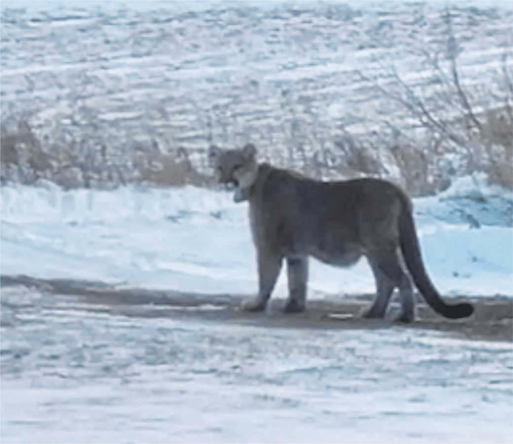 cougar sighted in Northern Minnesota