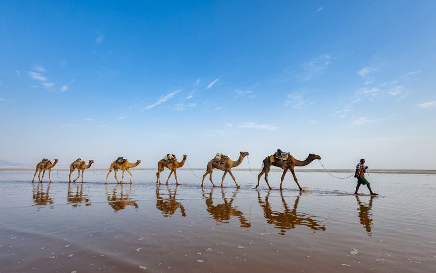 A camel caravan steered by a member of the Afar crosses the landscape of northern Ethiopia. The Danakil Depression is among the world's most arid places, but when Compion visited, it rained.