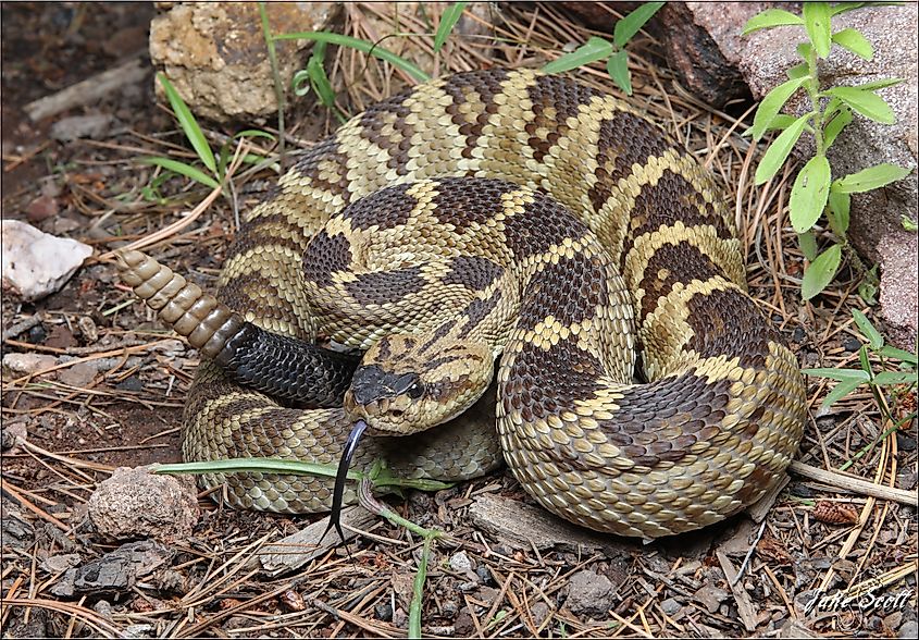 western black tailed rattlesnake. 