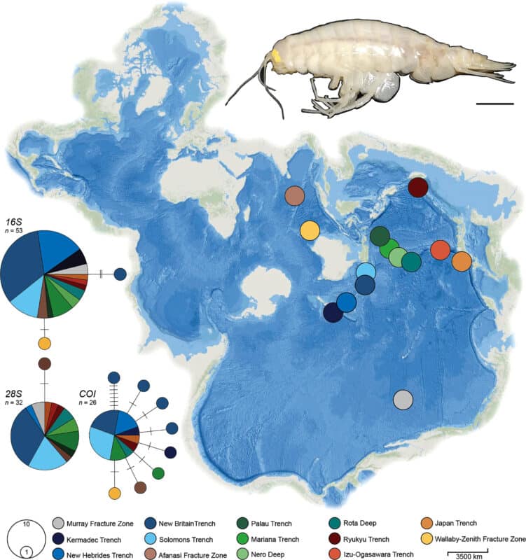 Crustacean Supergiant Amphipod Shrimp Alicella Gigantea Map Rsos 1m
