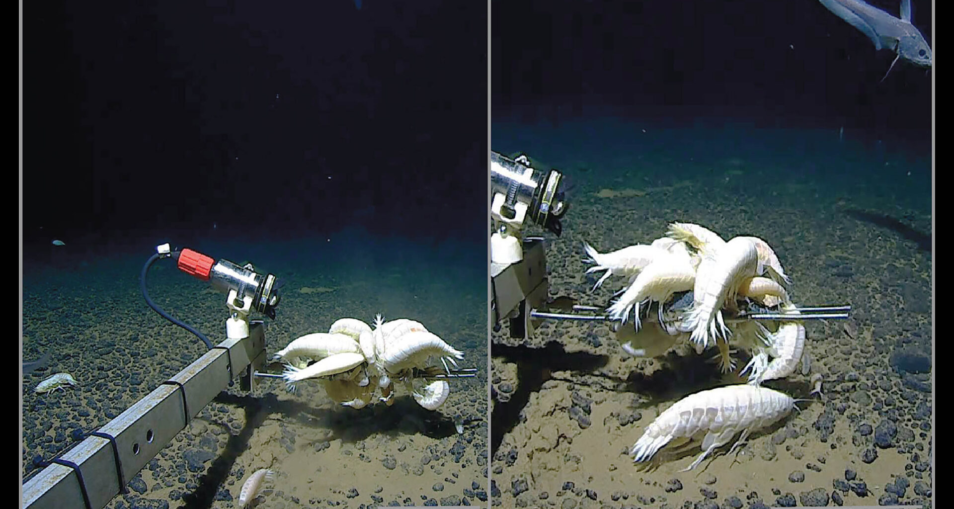 Spilhaus world projection showing the sample sites of all sequenced Alicella gigantea specimens used in this study. Each site is denoted by a circle and color-coded by deep-sea feature. Bottom left: Three TCS haplotype networks depicting the sequenced material. Credit: Royal Society Open Science