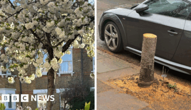 Richmond tree felled on wrong street due to 'human error'