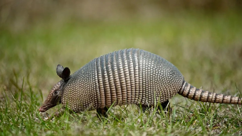 This nine-banded Armadillo is in Florida, but his brethren now live much further north. - Enrique Aguirre Aves/The Image Bank RF/Getty Images
