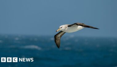 Saving South Africa's threatened albatross from lethal fishing lines