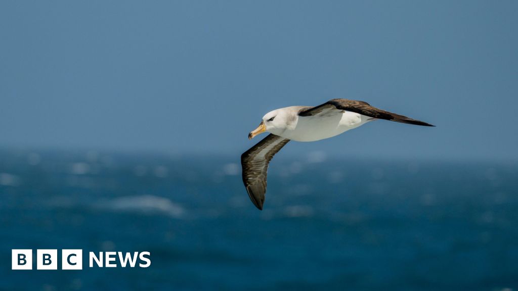 Saving South Africa's threatened albatross from lethal fishing lines