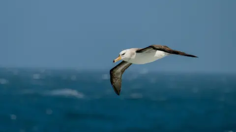 Getty Images A white bird with brown wings and a distinctive hooked beak is pictured flying above a blue ocean.