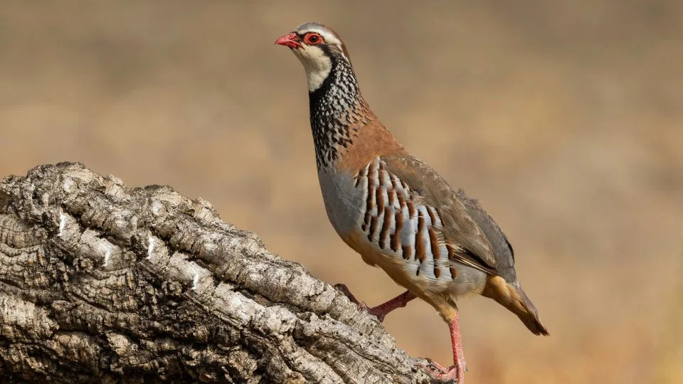 A red legged partridge on a tree. This popular European game bird is rapidly declining in population. - aire images/Moment RF/Getty Images