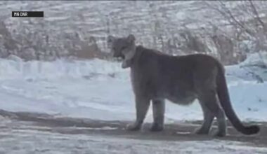 Mountain Lion spotted wandering in Duluth near two schools