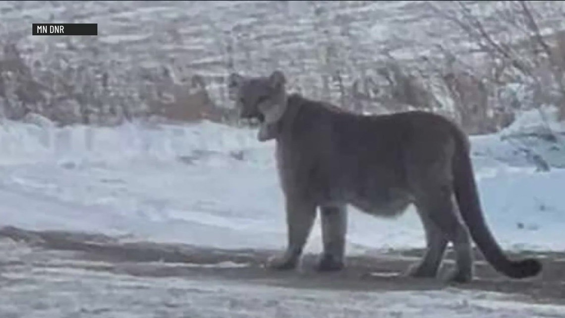 Mountain Lion spotted wandering in Duluth near two schools