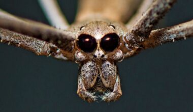 Award-Winning Photo Reveals Secret of Strange Spider's 'Shrink-Wrap' Web : ScienceAlert