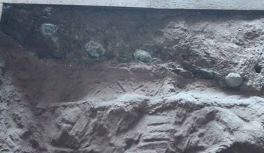 Dinosaur eggs the size of cannon balls filled with giant crystals