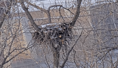 DNR's EagleCam now live for the season, with a better view of the nest