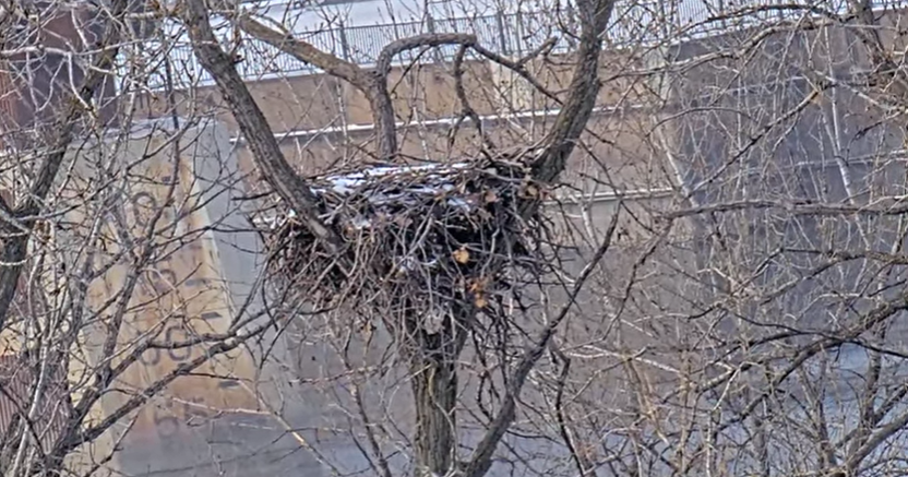 DNR's EagleCam now live for the season, with a better view of the nest