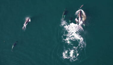 Killer whales and dolphins seen hunting together for the first time