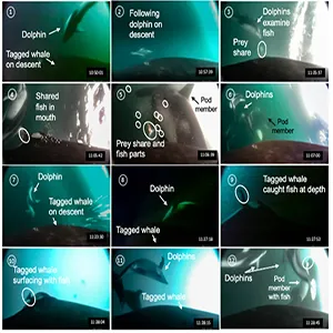 Cooperative foraging between dolphins and fish-eating killer whales. Video frame grabs, acoustic detections, and dive depths of killer whale I145 over a ~40 min period while Pacific white-sided dolphins were present. (B) Acoustic detections of dolphins (top) and killer whale I145 (bottom). Credit: Scientific Reports