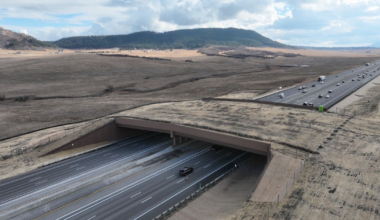 Largest wildlife overpass in North America opens in Colorado: "It's a win-win"