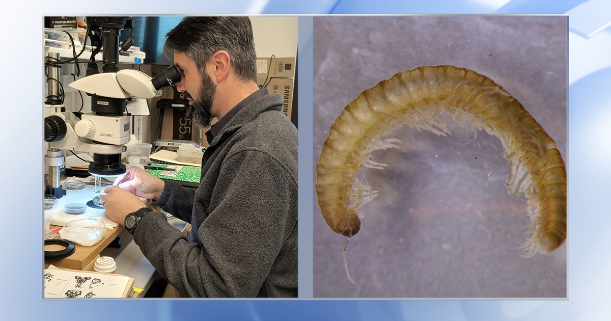 Four millipede species discovered in Great Smoky Mountains National Park :: WRAL.com