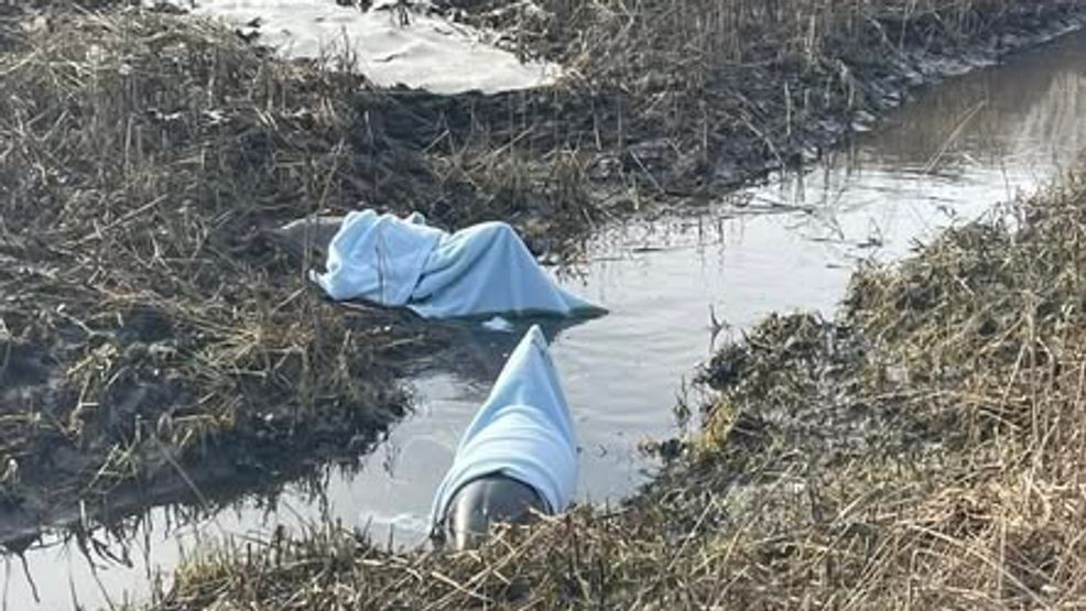 Dolphins with blankets over them while being rescued.{ } (Wareham Department of Natural Resources)