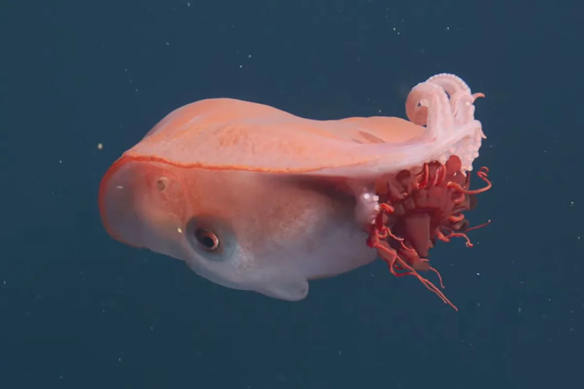 'Rarely Seen' Seven-Arm Octopus Spotted Off California Coast for 4th Time in 4 Decades