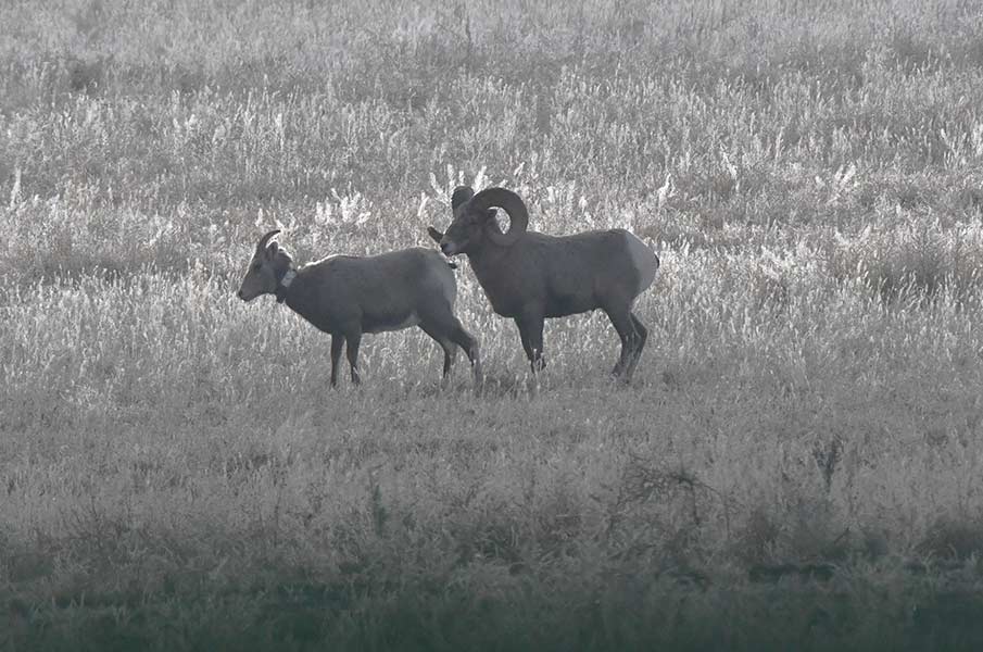 A ram pursuing an ewe near Lone Pine. | Bill Schiess, EastIdahoNews.com 