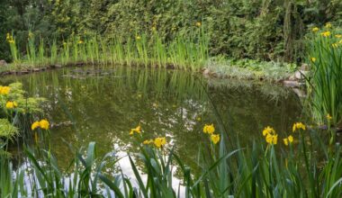 Britain’s ponds are disappearing – here’s why restoring them is vital for wildlife and climate resilience