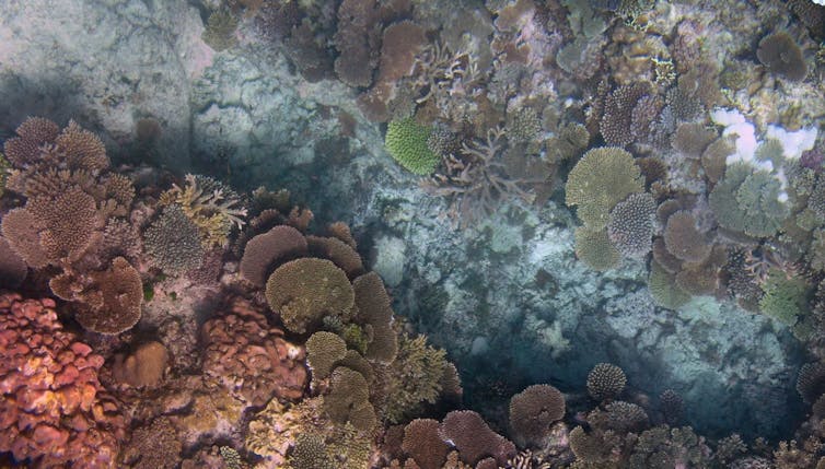 A patch of reef with a range of flat and colourful corals.