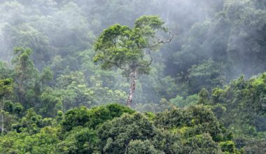 Millions of hectares are still being cut down every year. How can we protect global forests?